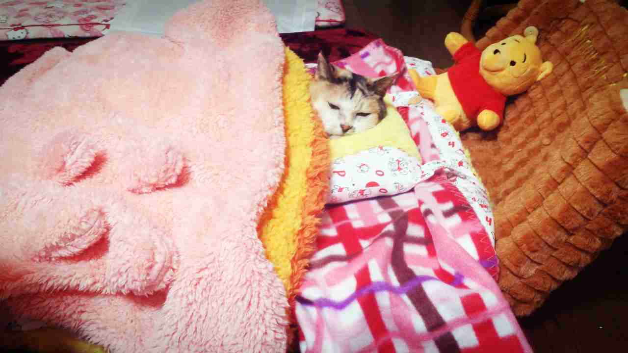 2月22日、猫の日です＊猫の画像貼っていきましょう(*´∀`)♪