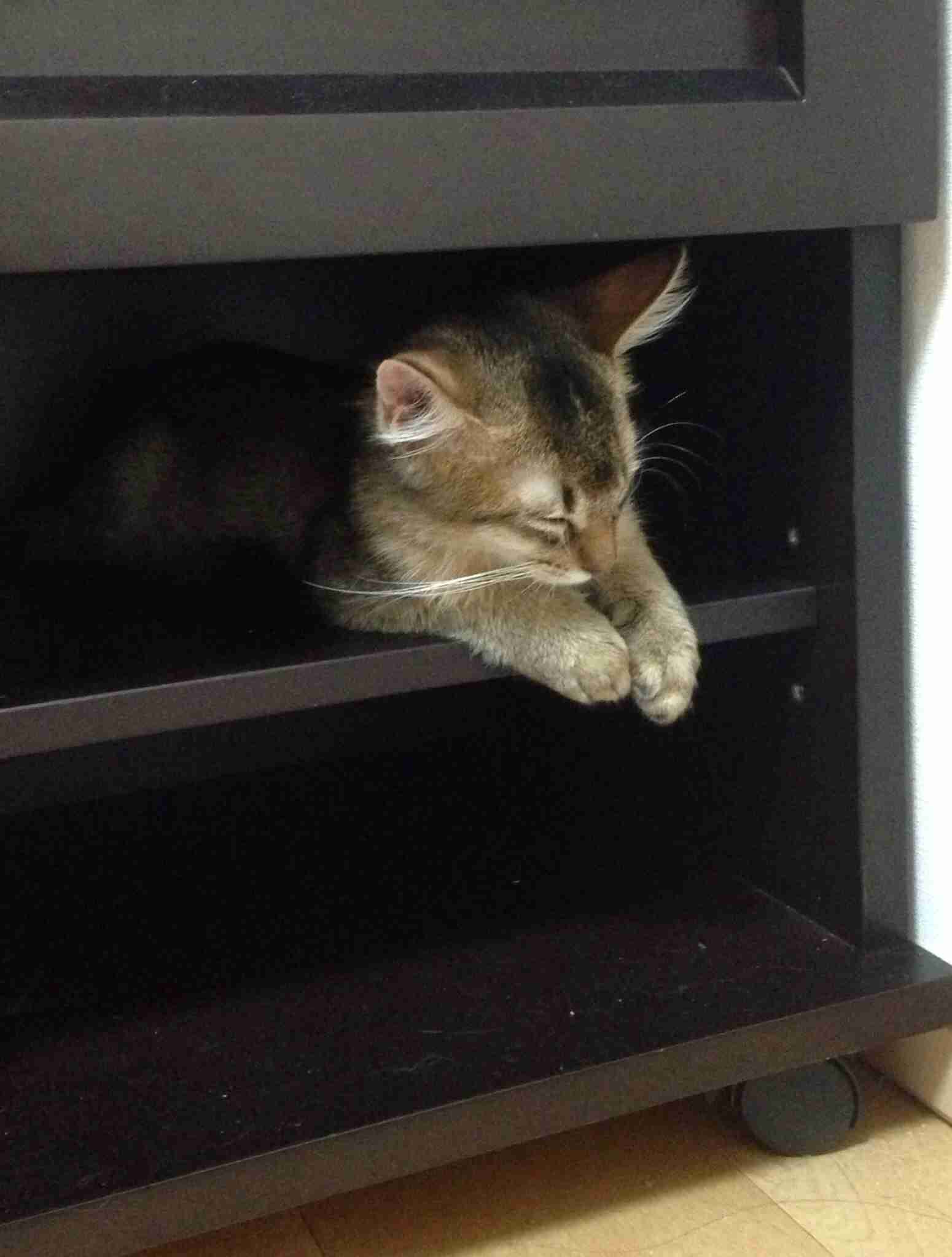 2月22日、猫の日です＊猫の画像貼っていきましょう(*´∀`)♪