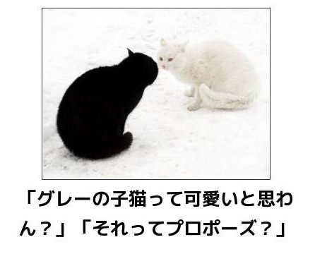 2月22日、猫の日です＊猫の画像貼っていきましょう(*´∀`)♪