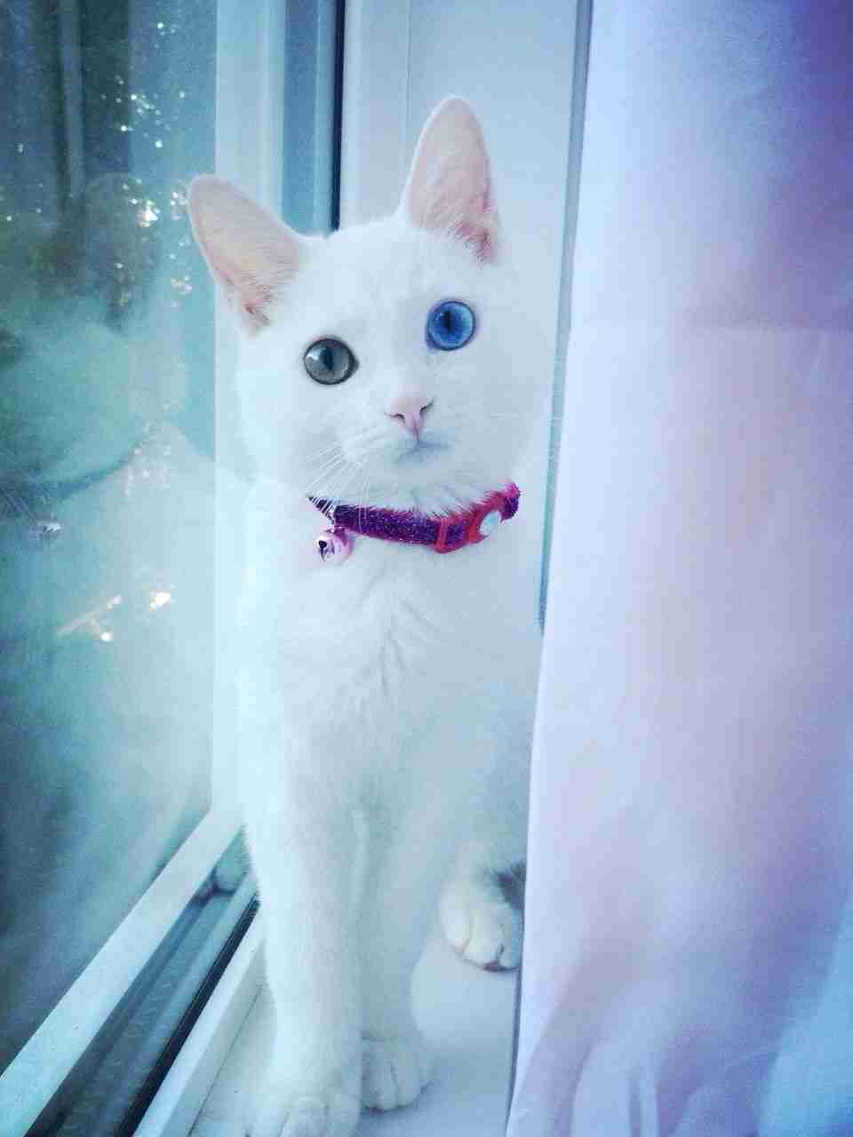 2月22日、猫の日です＊猫の画像貼っていきましょう(*´∀`)♪