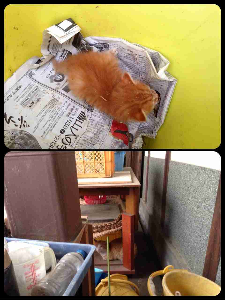 2月22日、猫の日です＊猫の画像貼っていきましょう(*´∀`)♪