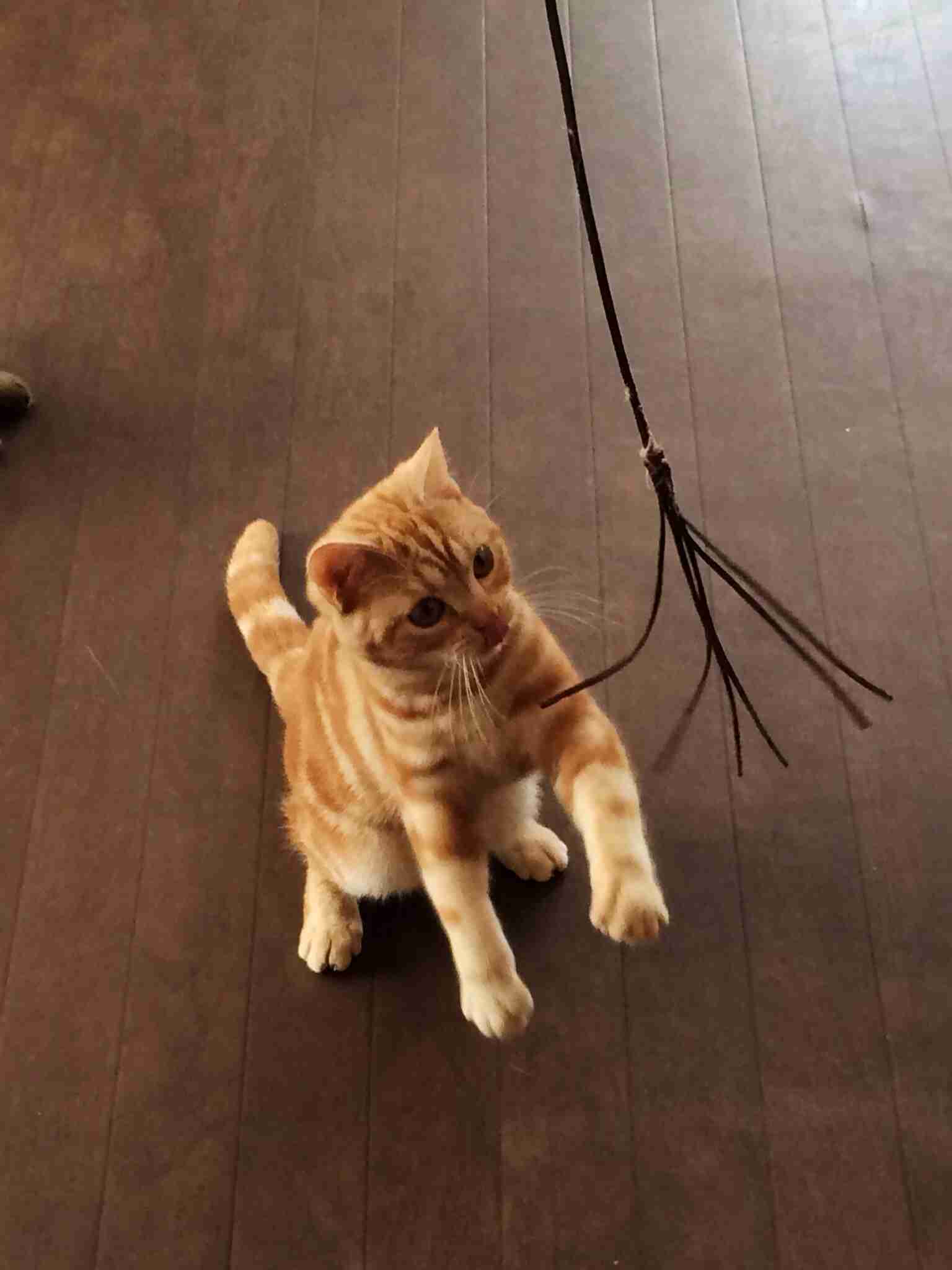 2月22日、猫の日です＊猫の画像貼っていきましょう(*´∀`)♪