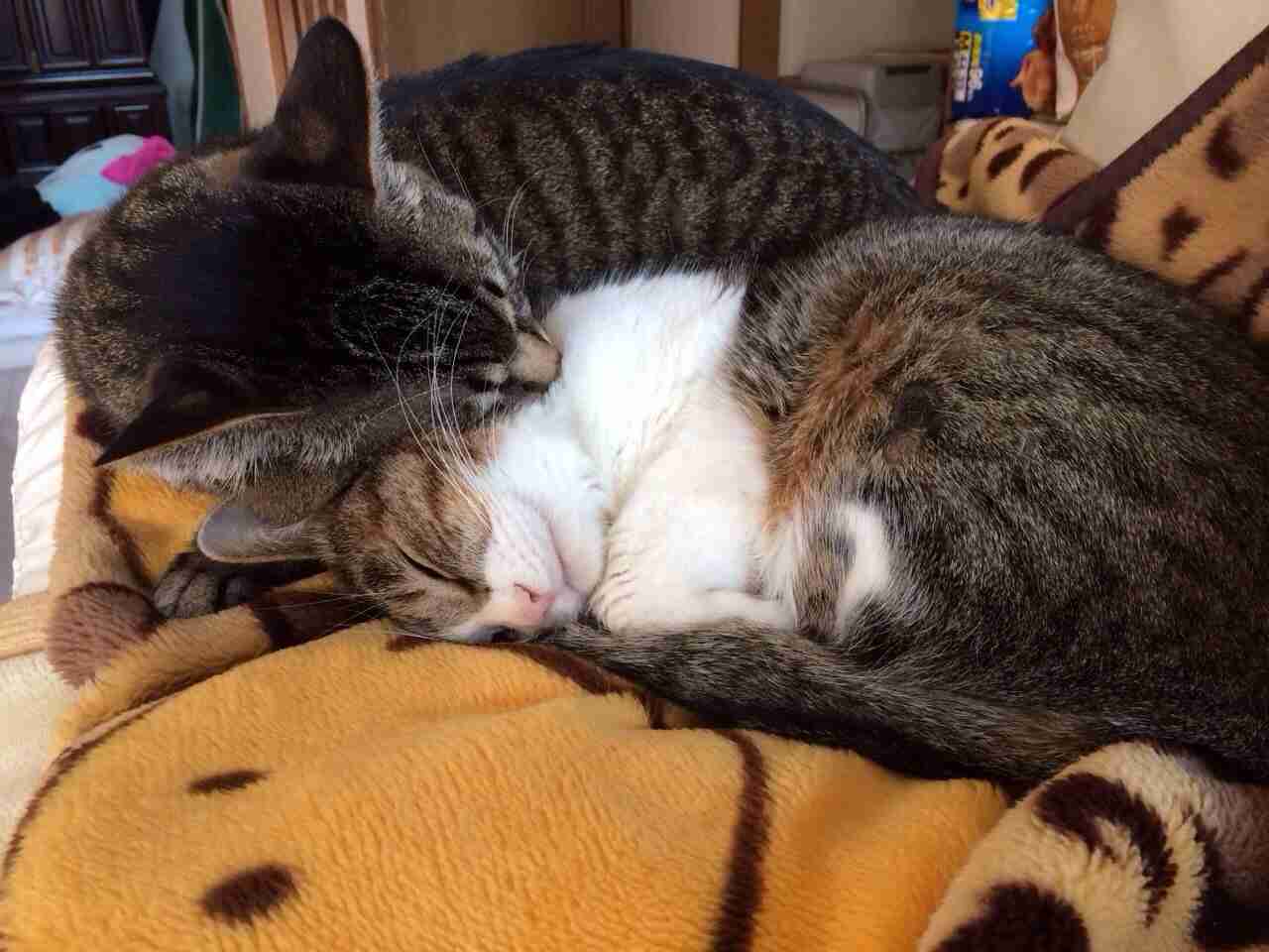 2月22日、猫の日です＊猫の画像貼っていきましょう(*´∀`)♪