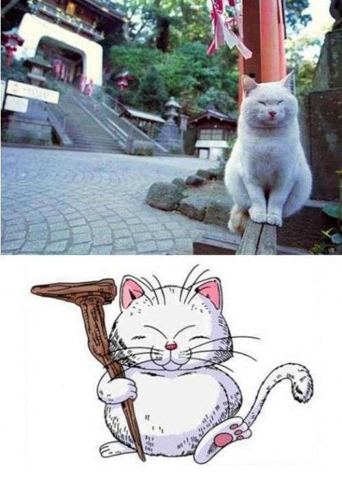 2月22日、猫の日です＊猫の画像貼っていきましょう(*´∀`)♪