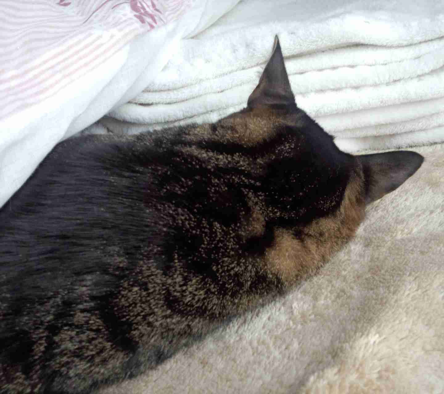 2月22日、猫の日です＊猫の画像貼っていきましょう(*´∀`)♪