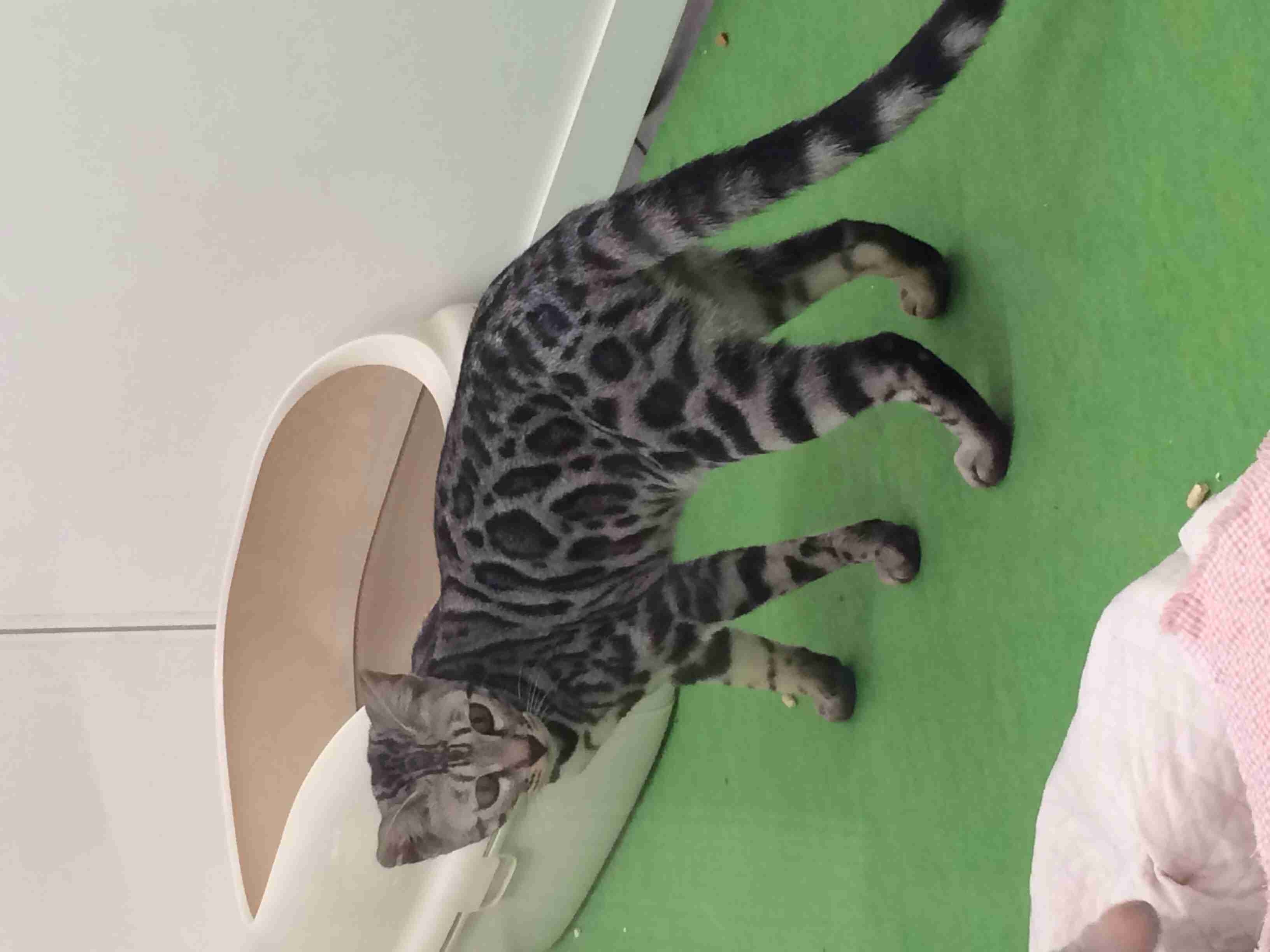2月22日、猫の日です＊猫の画像貼っていきましょう(*´∀`)♪