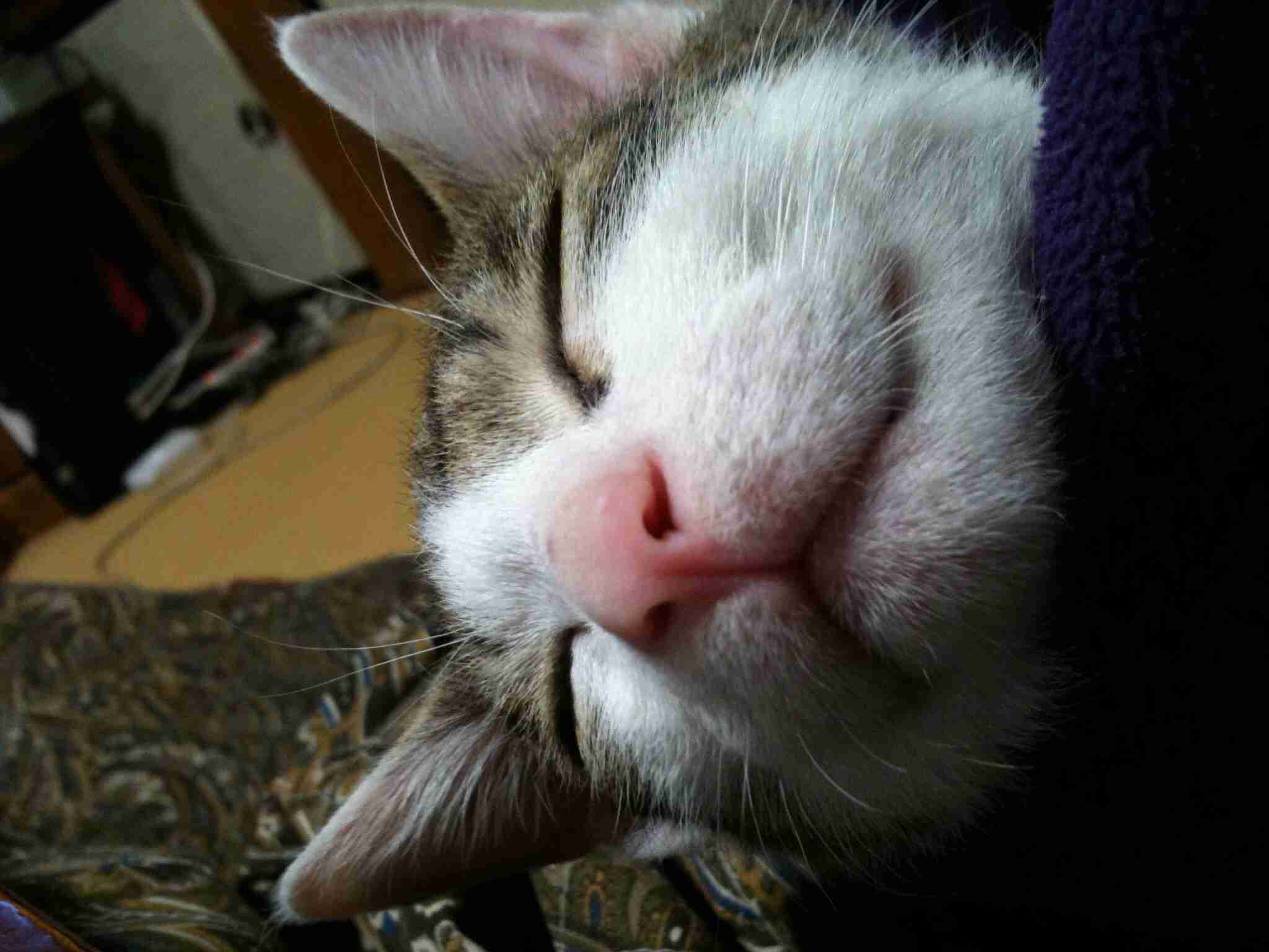 2月22日、猫の日です＊猫の画像貼っていきましょう(*´∀`)♪
