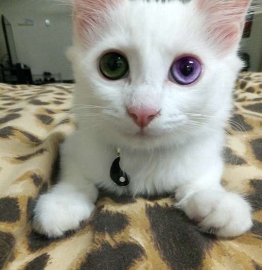 2月22日、猫の日です＊猫の画像貼っていきましょう(*´∀`)♪