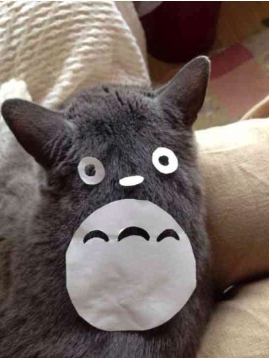 2月22日、猫の日です＊猫の画像貼っていきましょう(*´∀`)♪