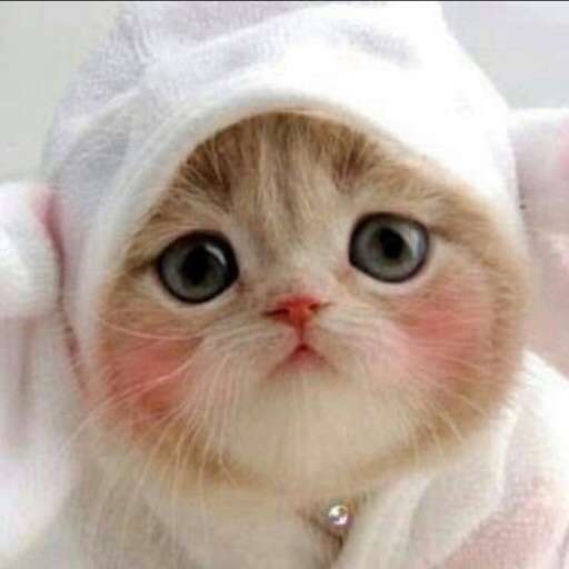 2月22日、猫の日です＊猫の画像貼っていきましょう(*´∀`)♪