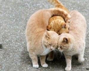 2月22日、猫の日です＊猫の画像貼っていきましょう(*´∀`)♪