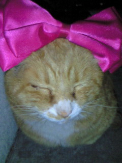 2月22日、猫の日です＊猫の画像貼っていきましょう(*´∀`)♪