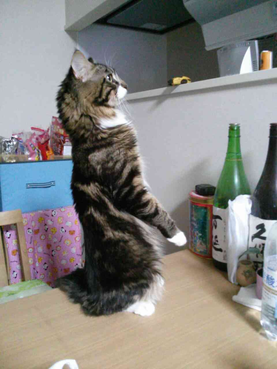 2月22日、猫の日です＊猫の画像貼っていきましょう(*´∀`)♪