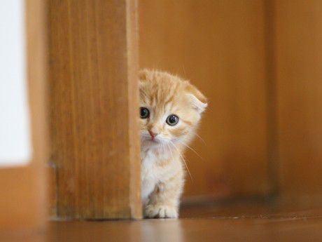 2月22日、猫の日です＊猫の画像貼っていきましょう(*´∀`)♪