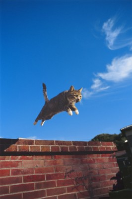 2月22日、猫の日です＊猫の画像貼っていきましょう(*´∀`)♪