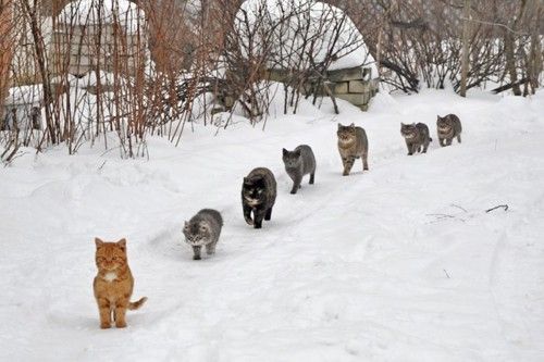 2月22日、猫の日です＊猫の画像貼っていきましょう(*´∀`)♪