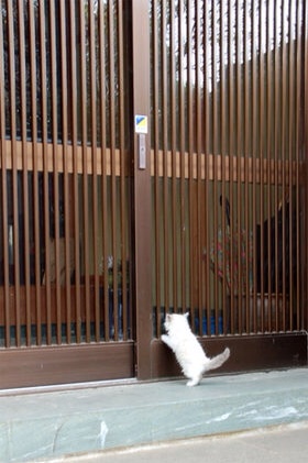 2月22日、猫の日です＊猫の画像貼っていきましょう(*´∀`)♪