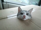 2月22日、猫の日です＊猫の画像貼っていきましょう(*´∀`)♪
