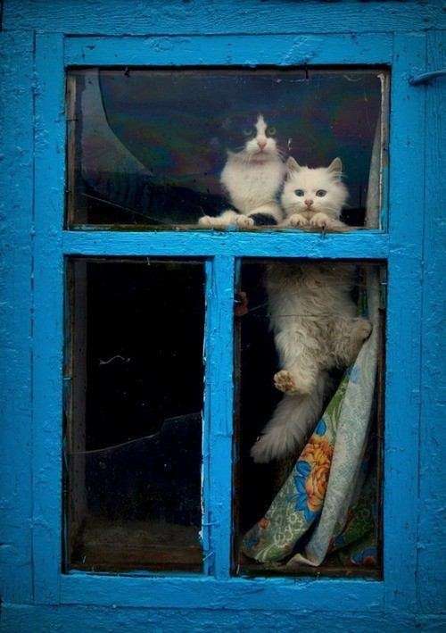 2月22日、猫の日です＊猫の画像貼っていきましょう(*´∀`)♪
