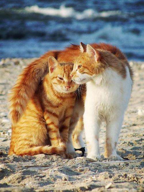 2月22日、猫の日です＊猫の画像貼っていきましょう(*´∀`)♪