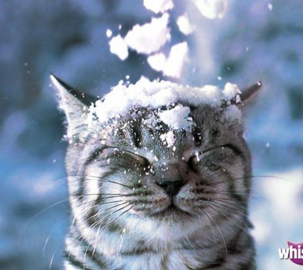 2月22日、猫の日です＊猫の画像貼っていきましょう(*´∀`)♪