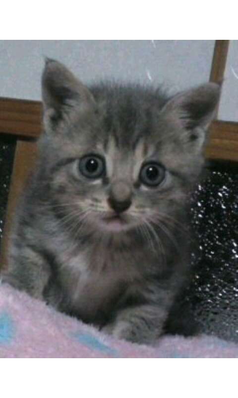 2月22日、猫の日です＊猫の画像貼っていきましょう(*´∀`)♪