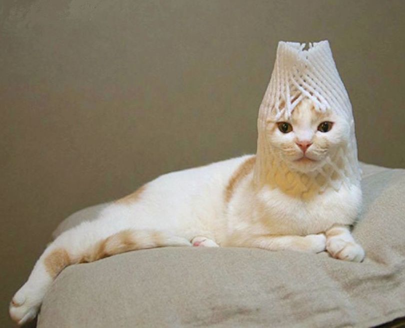 2月22日、猫の日です＊猫の画像貼っていきましょう(*´∀`)♪