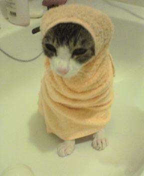 2月22日、猫の日です＊猫の画像貼っていきましょう(*´∀`)♪
