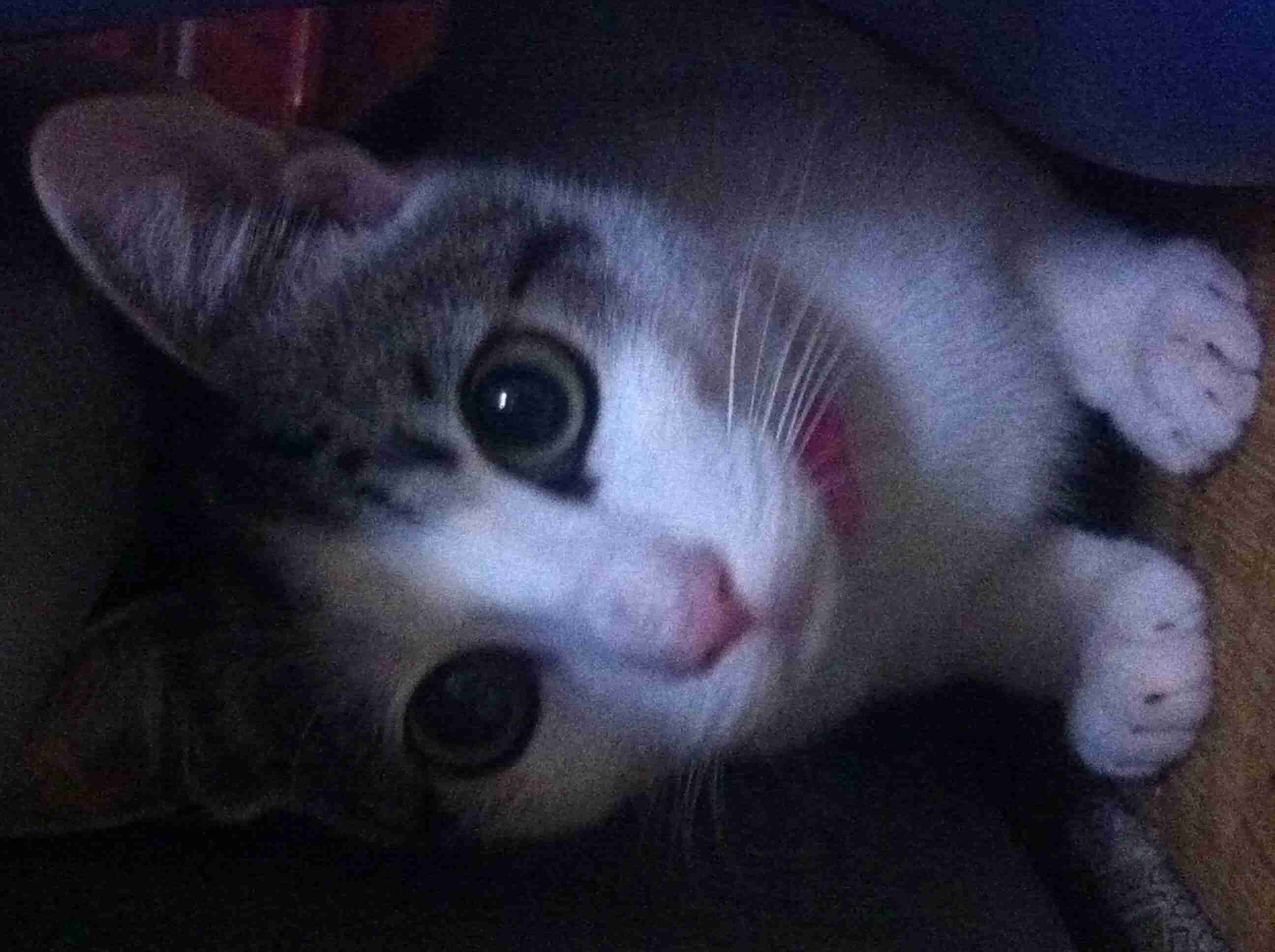 2月22日、猫の日です＊猫の画像貼っていきましょう(*´∀`)♪