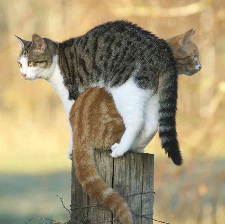2月22日、猫の日です＊猫の画像貼っていきましょう(*´∀`)♪