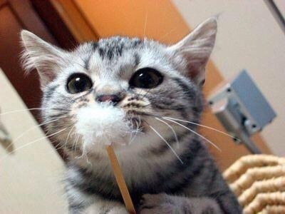 2月22日、猫の日です＊猫の画像貼っていきましょう(*´∀`)♪