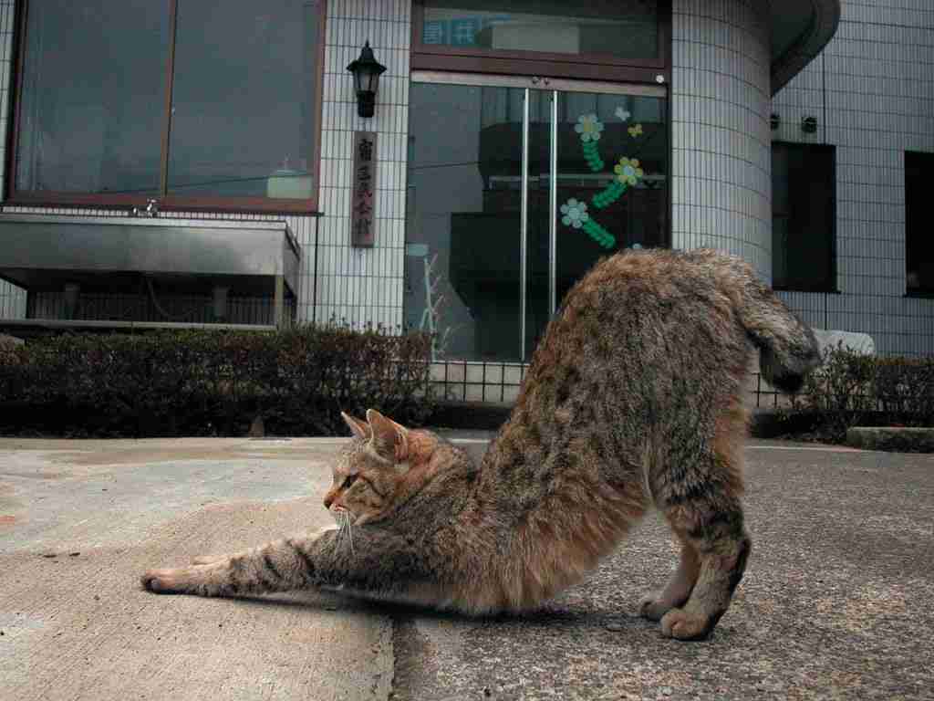 2月22日、猫の日です＊猫の画像貼っていきましょう(*´∀`)♪
