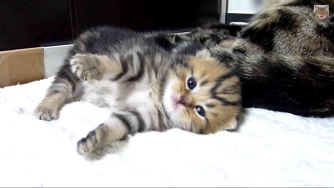 2月22日、猫の日です＊猫の画像貼っていきましょう(*´∀`)♪
