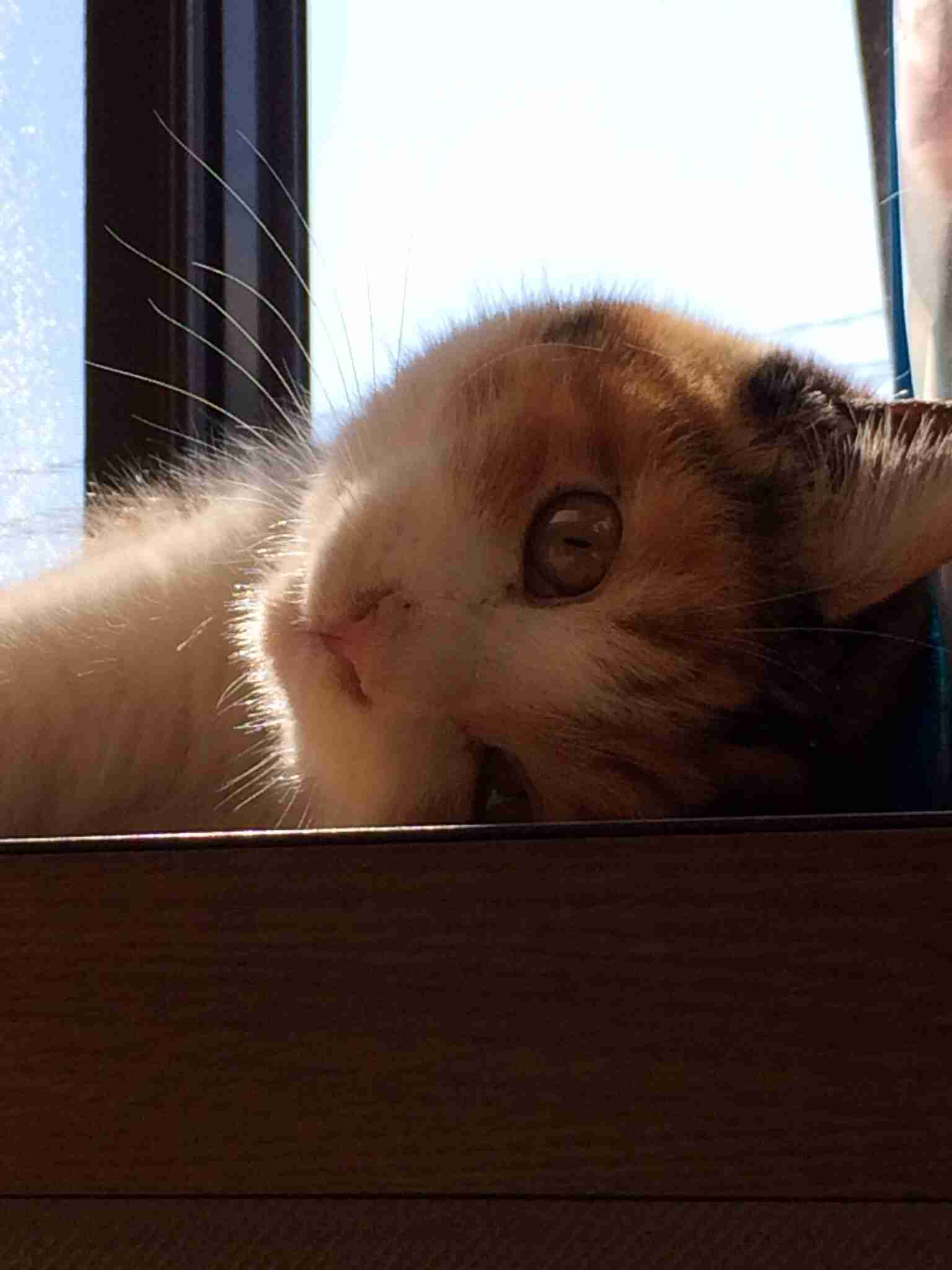 2月22日、猫の日です＊猫の画像貼っていきましょう(*´∀`)♪