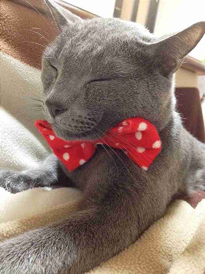 2月22日、猫の日です＊猫の画像貼っていきましょう(*´∀`)♪