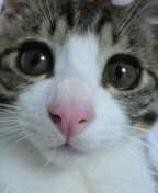 2月22日、猫の日です＊猫の画像貼っていきましょう(*´∀`)♪