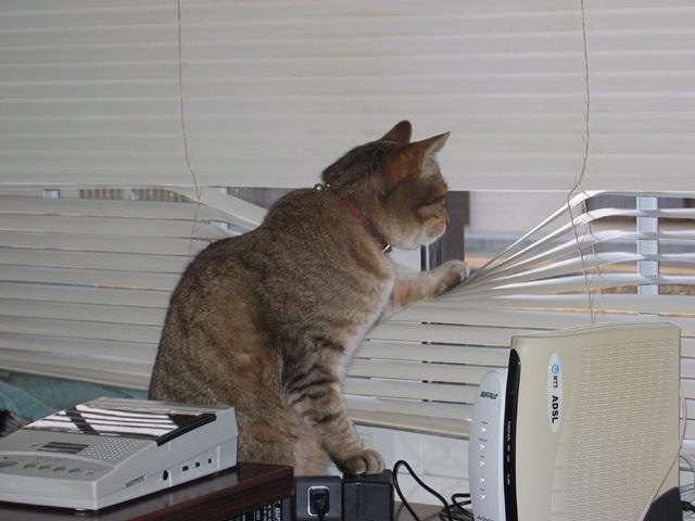 2月22日、猫の日です＊猫の画像貼っていきましょう(*´∀`)♪