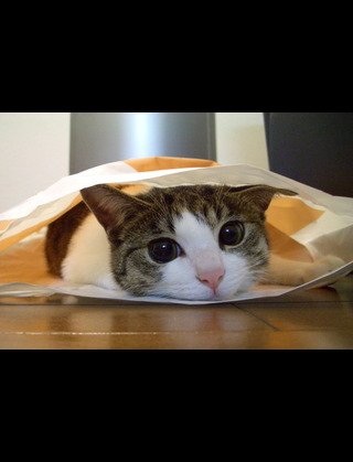 2月22日、猫の日です＊猫の画像貼っていきましょう(*´∀`)♪