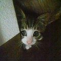 2月22日、猫の日です＊猫の画像貼っていきましょう(*´∀`)♪