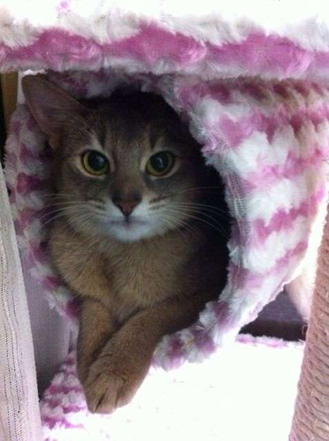 2月22日、猫の日です＊猫の画像貼っていきましょう(*´∀`)♪