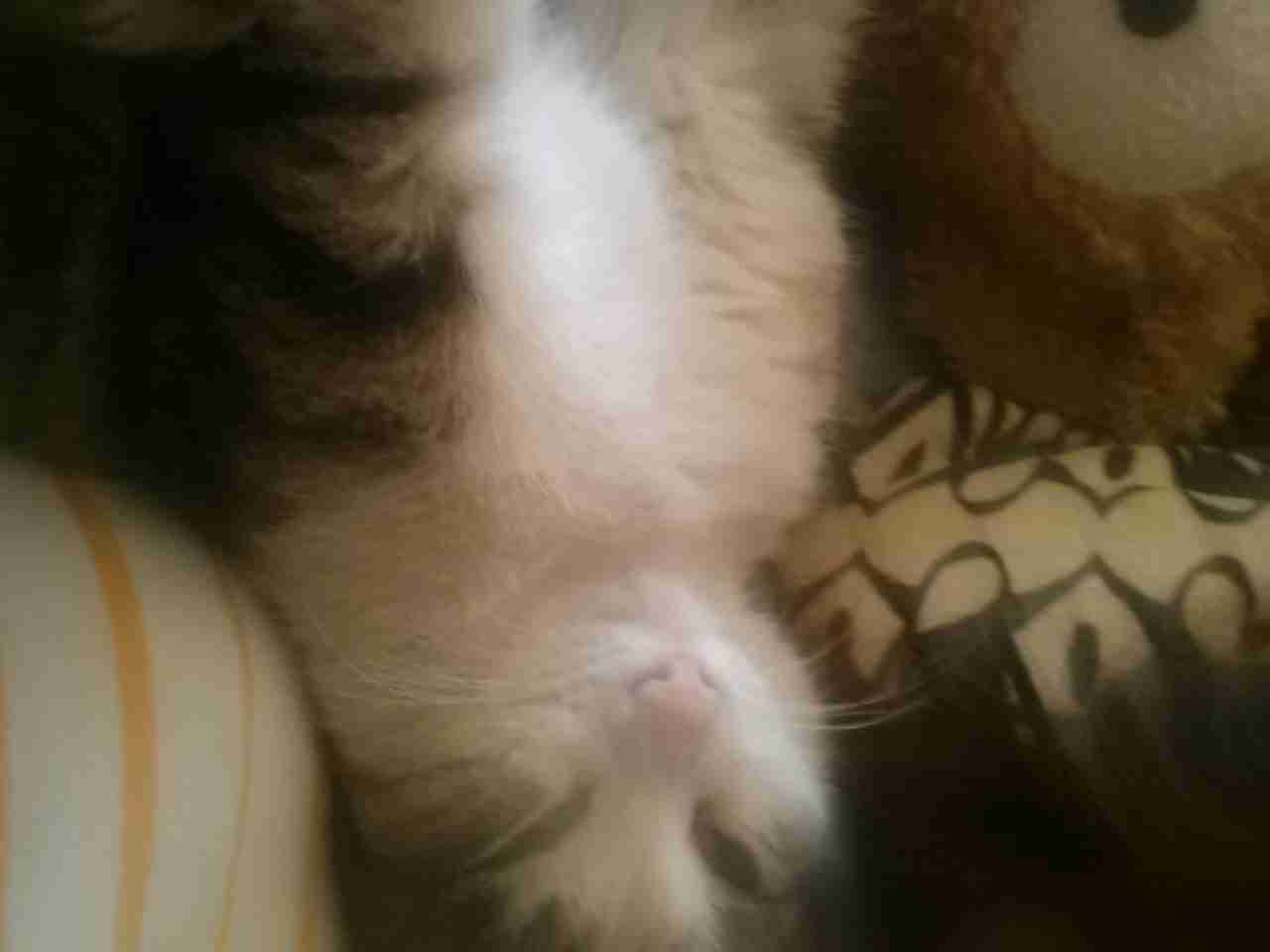 2月22日、猫の日です＊猫の画像貼っていきましょう(*´∀`)♪