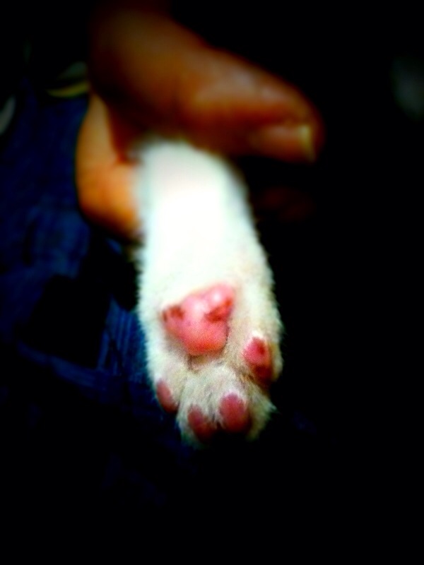 2月22日、猫の日です＊猫の画像貼っていきましょう(*´∀`)♪