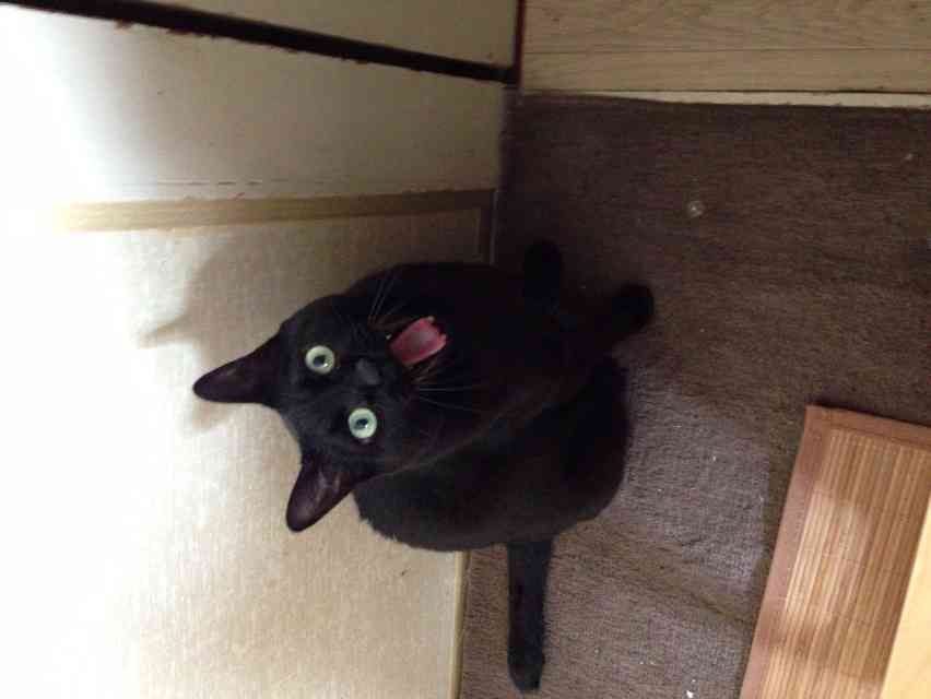 2月22日、猫の日です＊猫の画像貼っていきましょう(*´∀`)♪