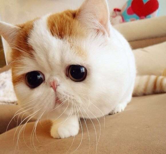 2月22日、猫の日です＊猫の画像貼っていきましょう(*´∀`)♪
