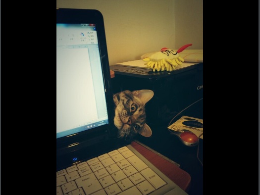 2月22日、猫の日です＊猫の画像貼っていきましょう(*´∀`)♪