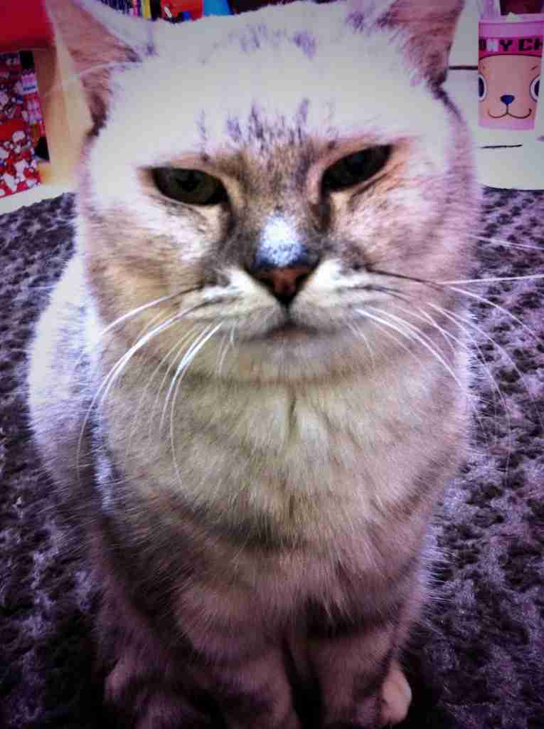 2月22日、猫の日です＊猫の画像貼っていきましょう(*´∀`)♪