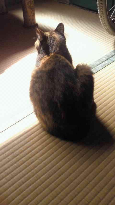 2月22日、猫の日です＊猫の画像貼っていきましょう(*´∀`)♪