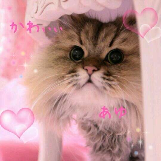 2月22日、猫の日です＊猫の画像貼っていきましょう(*´∀`)♪