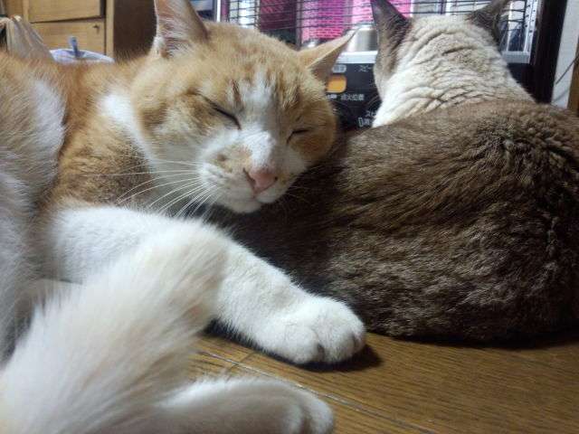 2月22日、猫の日です＊猫の画像貼っていきましょう(*´∀`)♪