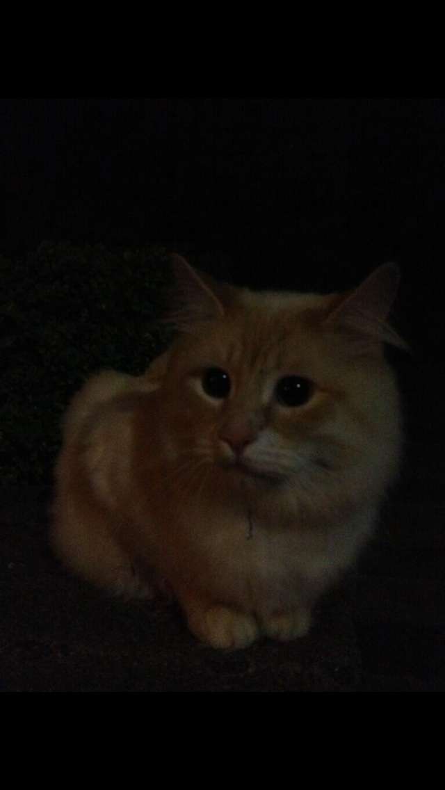 2月22日、猫の日です＊猫の画像貼っていきましょう(*´∀`)♪